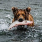 Brown bear catching salmon in a rushing river