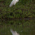 Egret