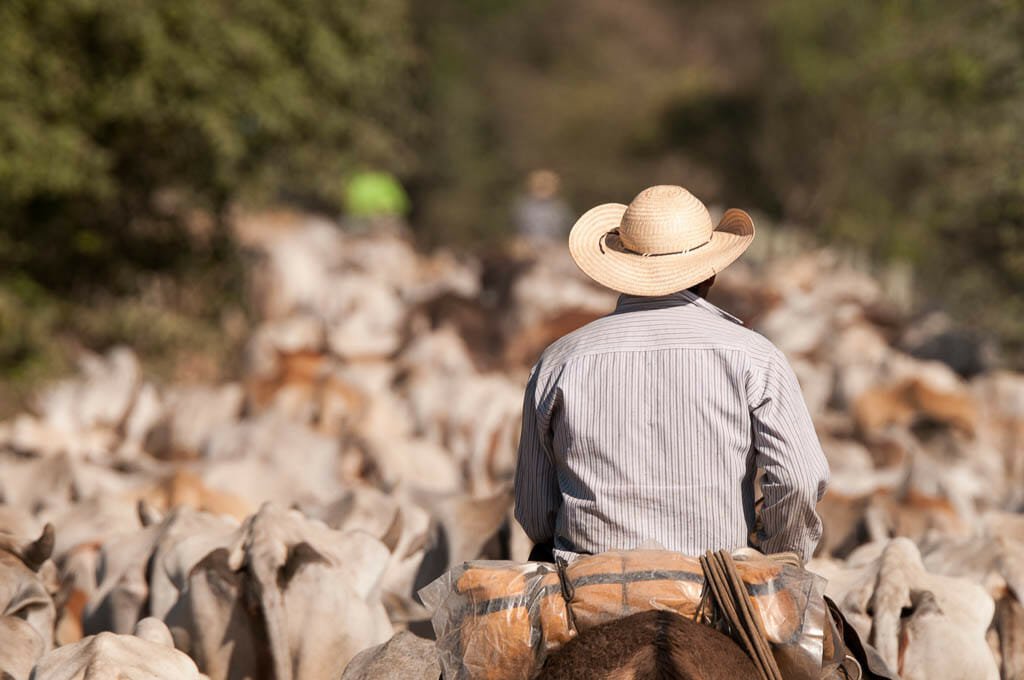 Transpantaneria traffic