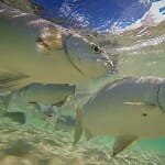 Underwater at Ned's Beach