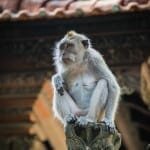 Sacred Monkey Forest