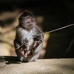 Sacred Monkey Forest