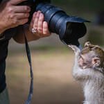 Sacred Monkey Forest