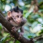 Sacred Monkey Forest