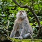 Sacred Monkey Forest