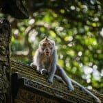 Sacred Monkey Forest