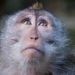 Sacred Monkey Forest