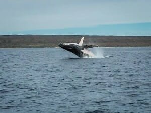 iPhone pic of breaching humpback
