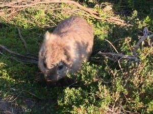 Wombat