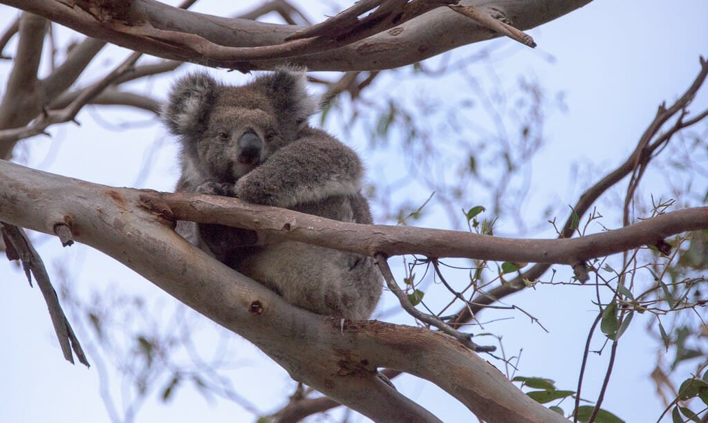 Koala 