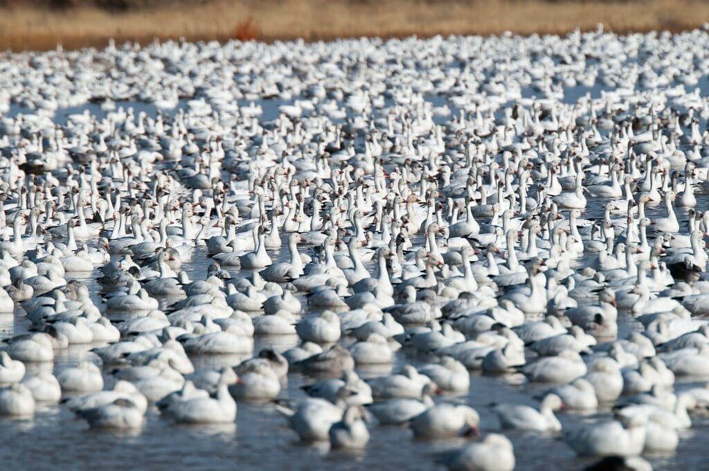 Bosque del Apache
