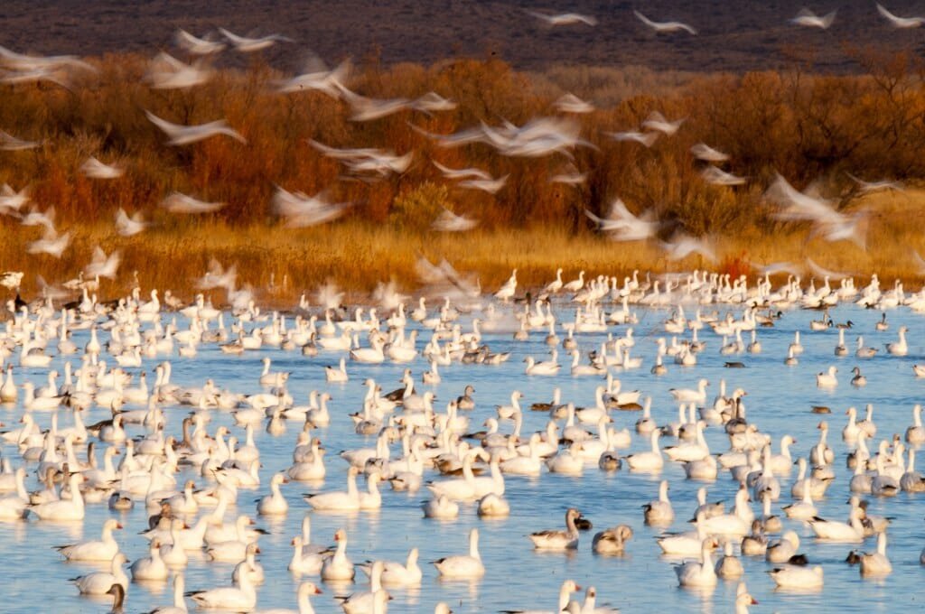 Bosque del Apache