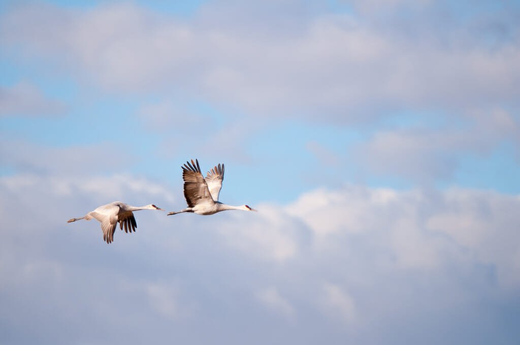 Bosque del Apache