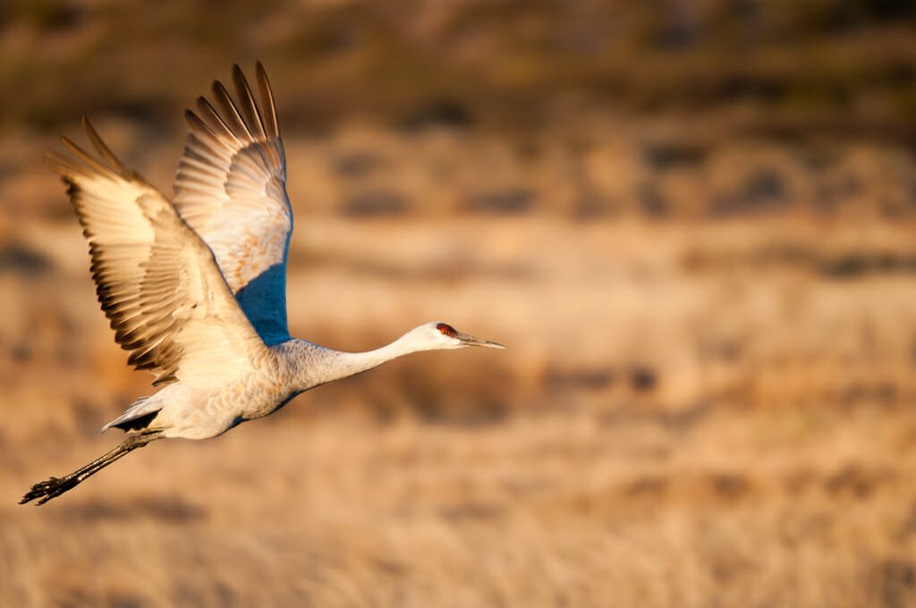 Bosque del Apache