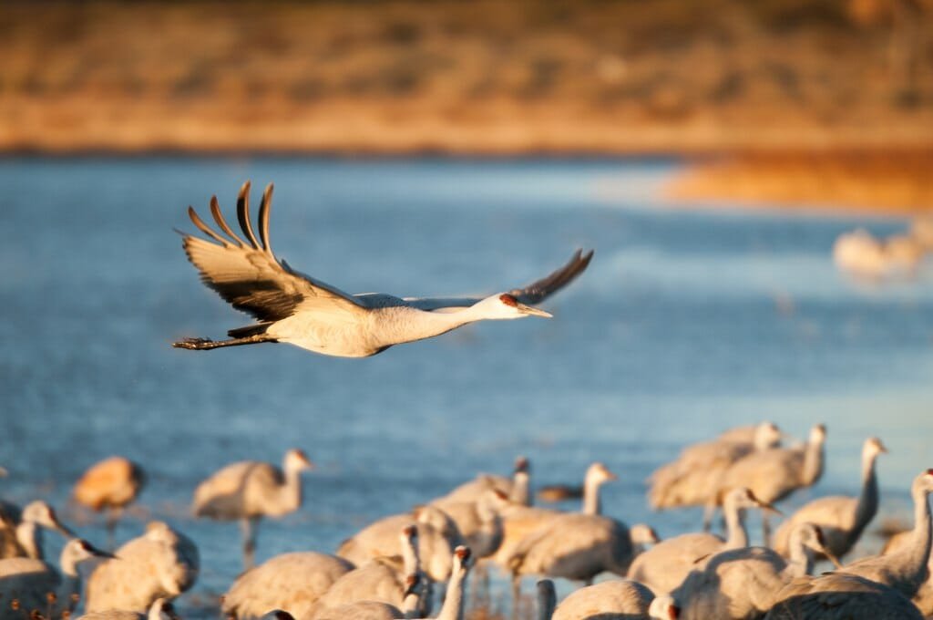 Bosque del Apache