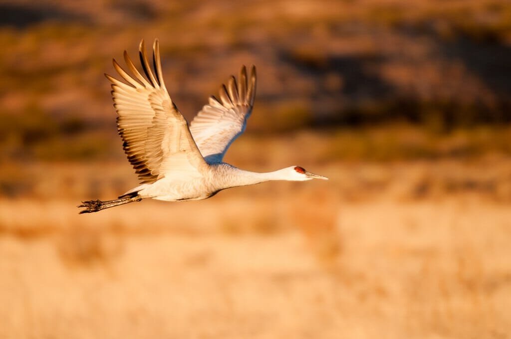 Bosque del Apache