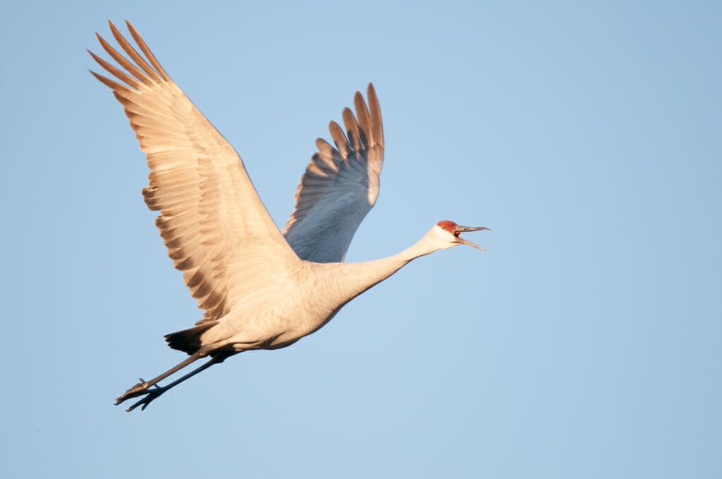 Bosque del Apache