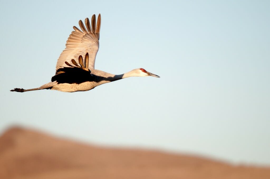 Bosque del Apache