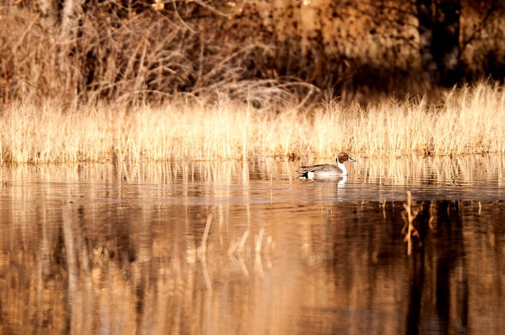 Bosque del Apache