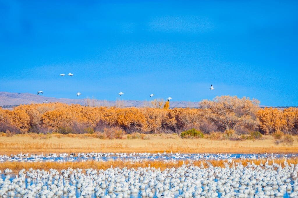 Bosque del Apache