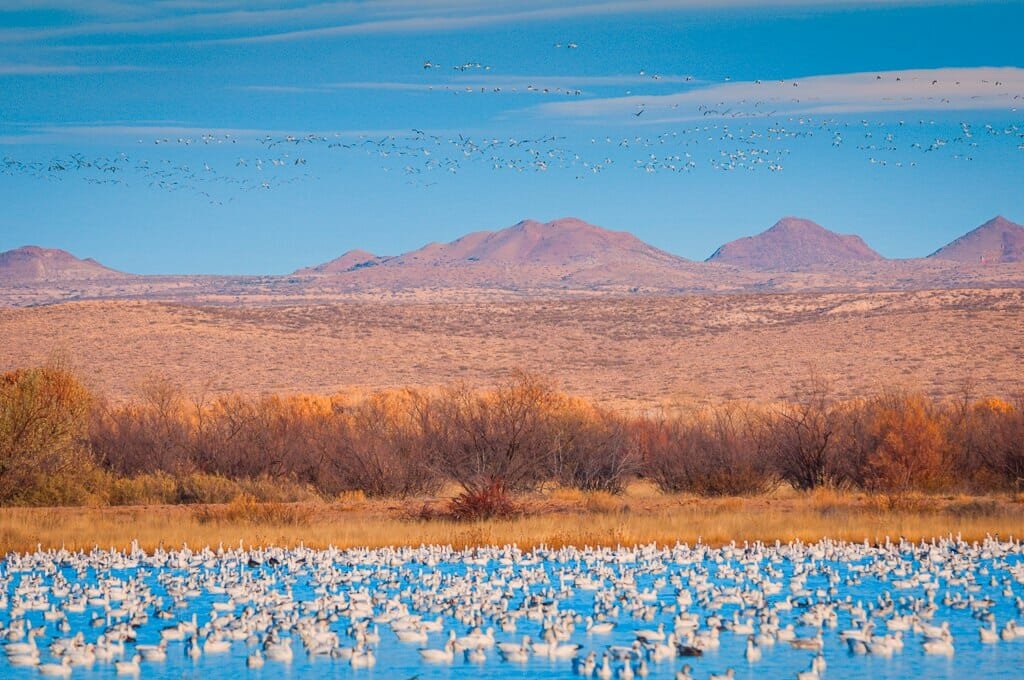 Bosque del Apache