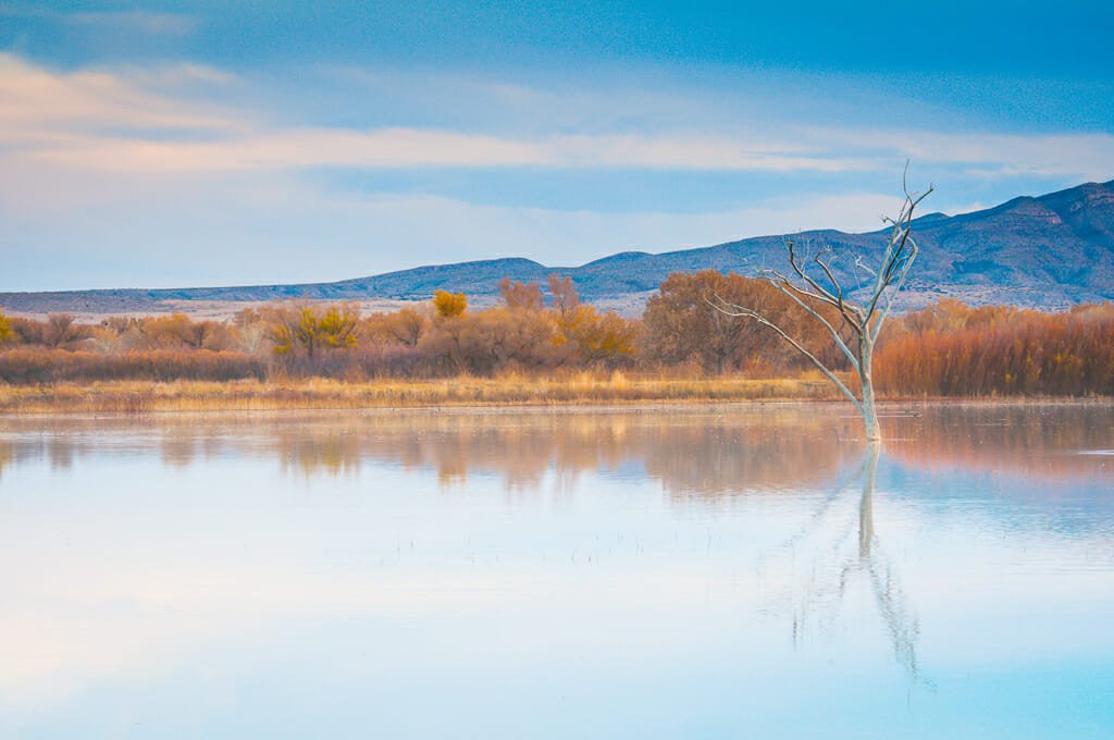 Bosque del Apache
