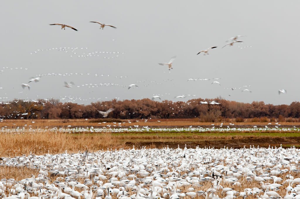 Bosque del Apache