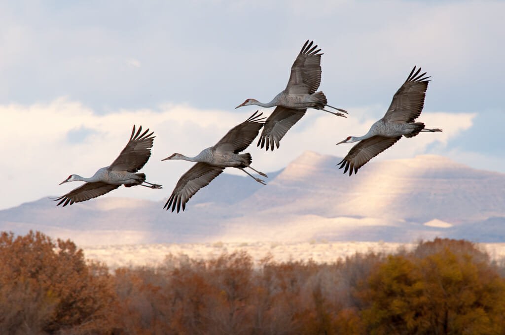 Bosque del Apache