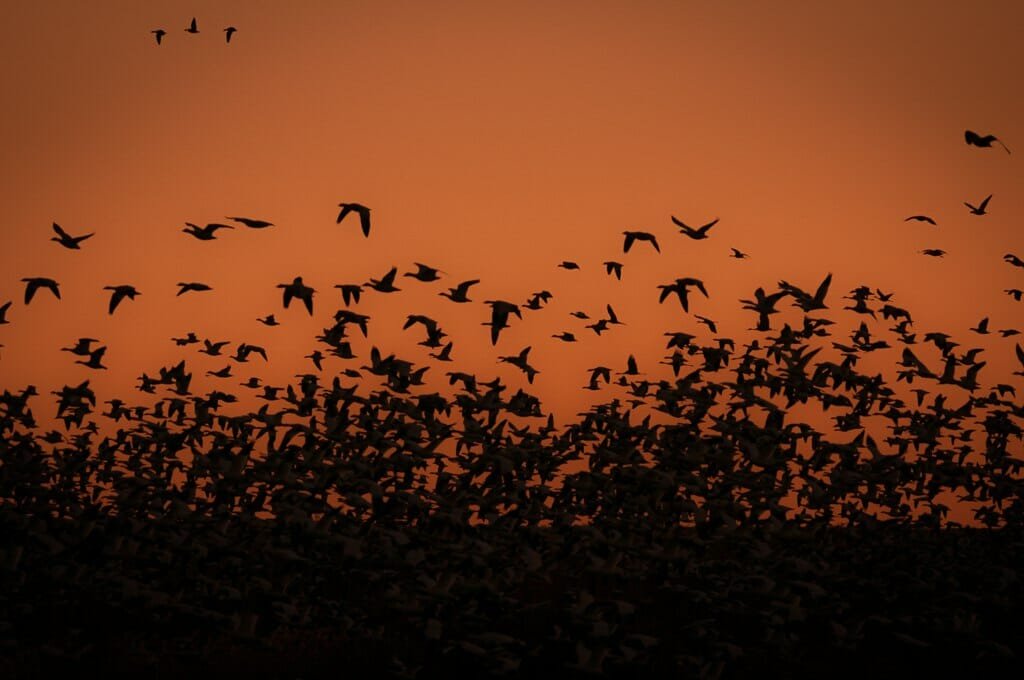 Bosque del Apache