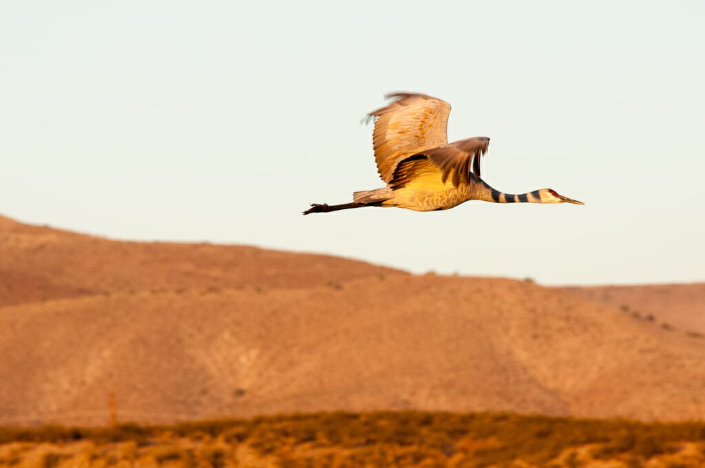 Bosque del Apache