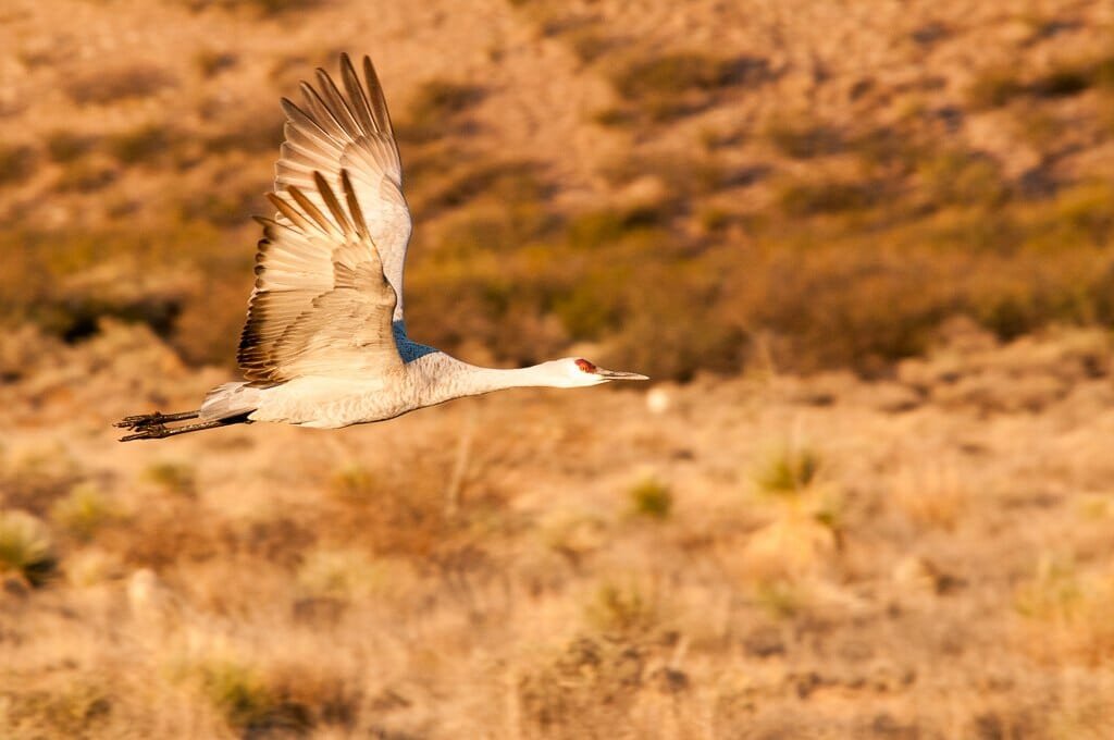 Bosque del Apache