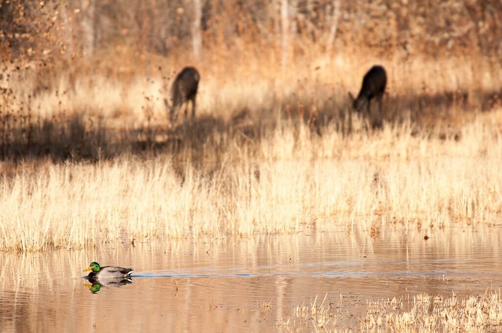 Bosque del Apache