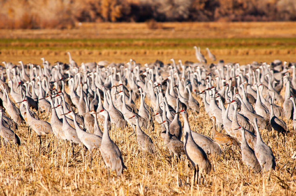 Bosque del Apache