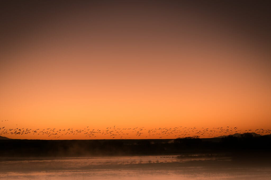 Bosque del Apache