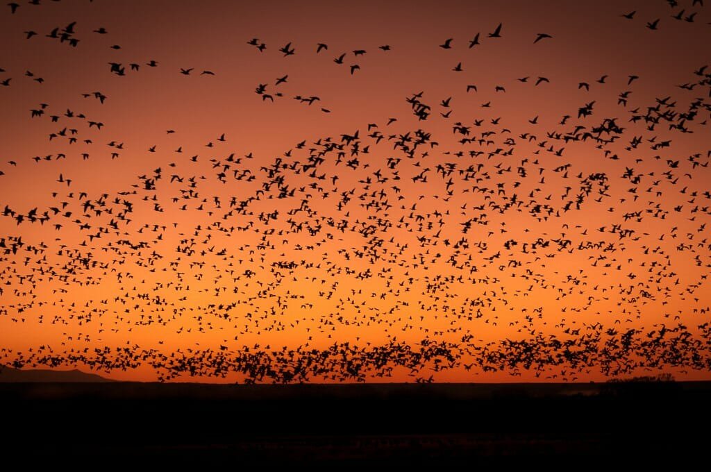 Bosque del Apache