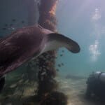 Bull Ray under Rye Pier