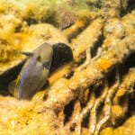 Leatherjacket?
