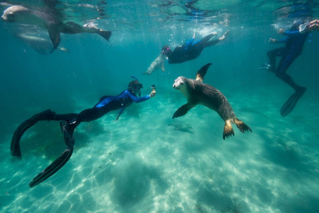 Australian Sea Lion 