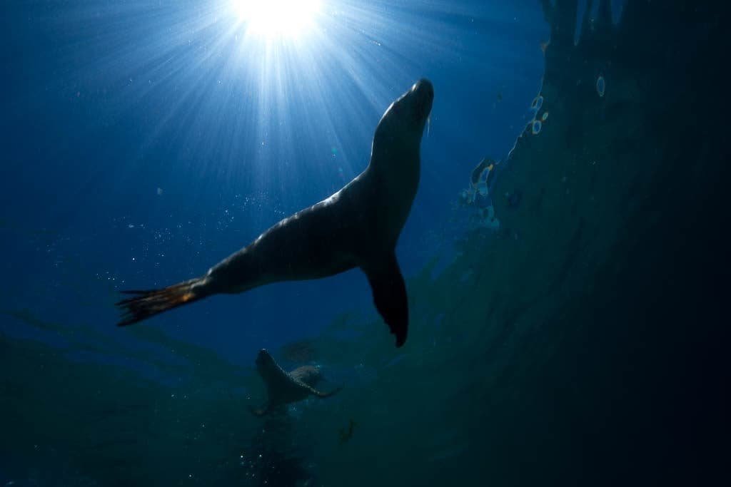 Australian Sea Lion 
