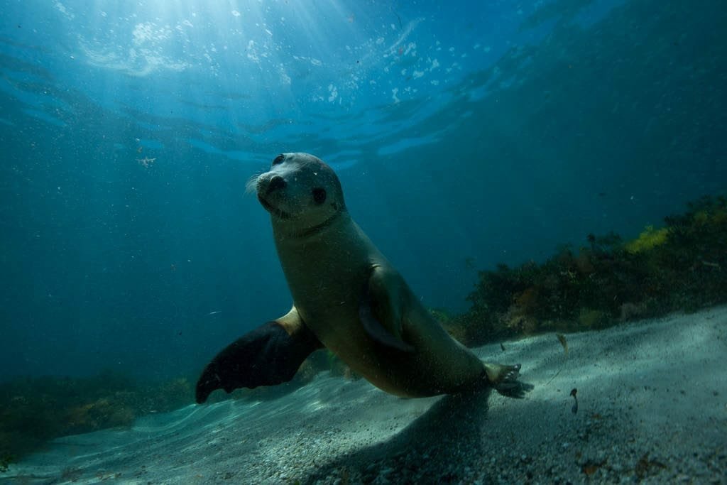Australian Sea Lion 