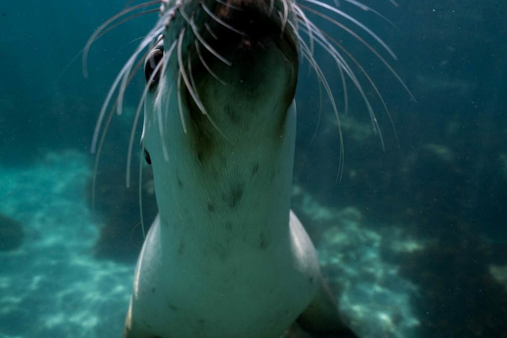 Australian Sea Lion 