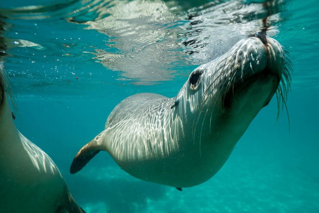 Australian Sea Lion 