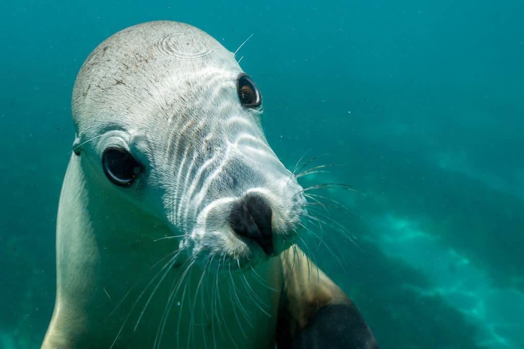 Australian Sea Lion 