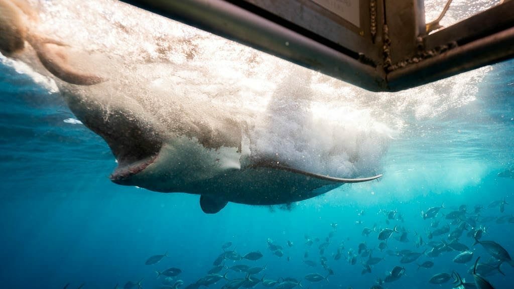 A 3.5 Meter Great White