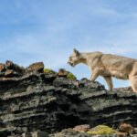 Puma in Torres del Paine