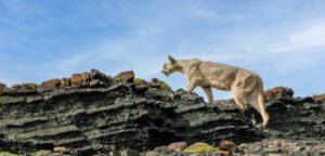 Puma in Torres del Paine