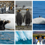 Collage of Antarctic wildlife and exploration from Aurora Expedition cruise to Antarctica. The images feature close-ups of Emperor penguins, a large colony of penguins, and pairs of penguins standing together. Other photos show a seal on grass, a person in winter gear photographing wildlife, penguins on an iceberg, and dolphins swimming in the ocean. There is also a photo of blue ice formations, a seal resting, and an explorer holding a camera on a boat. The scenes highlight the diverse wildlife and stunning landscapes of the Antarctic region.