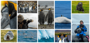 Collage of Antarctic wildlife and exploration from Aurora Expedition cruise to Antarctica. The images feature close-ups of Emperor penguins, a large colony of penguins, and pairs of penguins standing together. Other photos show a seal on grass, a person in winter gear photographing wildlife, penguins on an iceberg, and dolphins swimming in the ocean. There is also a photo of blue ice formations, a seal resting, and an explorer holding a camera on a boat. The scenes highlight the diverse wildlife and stunning landscapes of the Antarctic region.