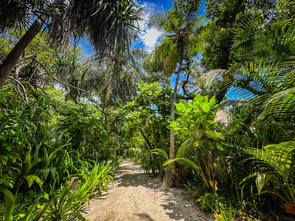 Lush tropical pathway on a Maldivian island, surrounded by dense greenery, including various palm trees, broad-leaved plants, and vibrant undergrowth. The narrow sandy path, illuminated by dappled sunlight filtering through the foliage, invites exploration into the natural environment. The scene captures the essence of a secluded tropical paradise, perfect for nature walks and relaxation.