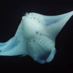 Manta ray swimming gracefully in dark ocean.